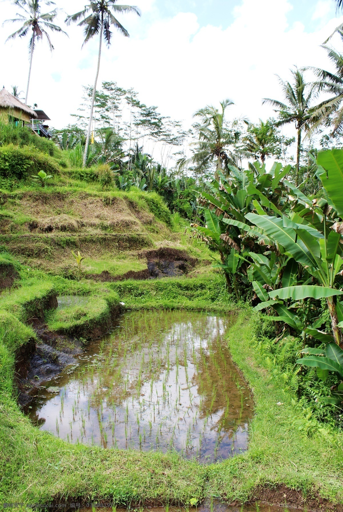 巴厘岛 梯田 热带气候 雨林 稻田 自然景观 田园风光