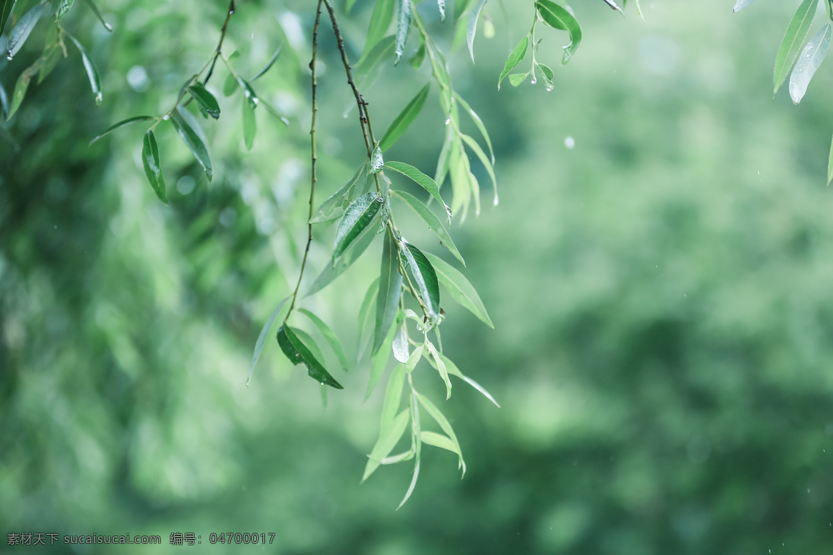 雨水 小满 秋分 小暑 立冬 处暑 夏至 大暑 白露 立夏 寒露 微距 惊蛰 春 植物 二十四气节 水珠 蝴蝶 水花 液体 隔离 积雪草 滴管 水滴素材 photo