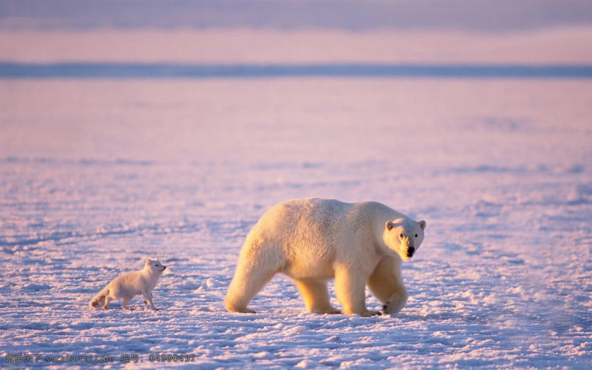 北极熊 野生动物 自然环境 生态环境 生物世界 人与自然
