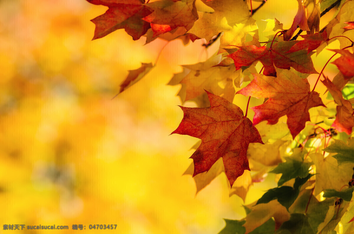 秋天 树叶 背景 叶子 秋季美景 秋天背景 树叶背景 梧桐 叶 黄叶 自然风景 自然景观 黄色