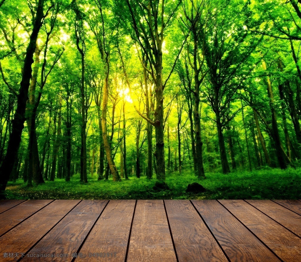 阳光森林 森林 植被 绿色森林 原始森林 绿色 阳光 光线 树林 树 间隙 植物 风景 自然景观 自然风景