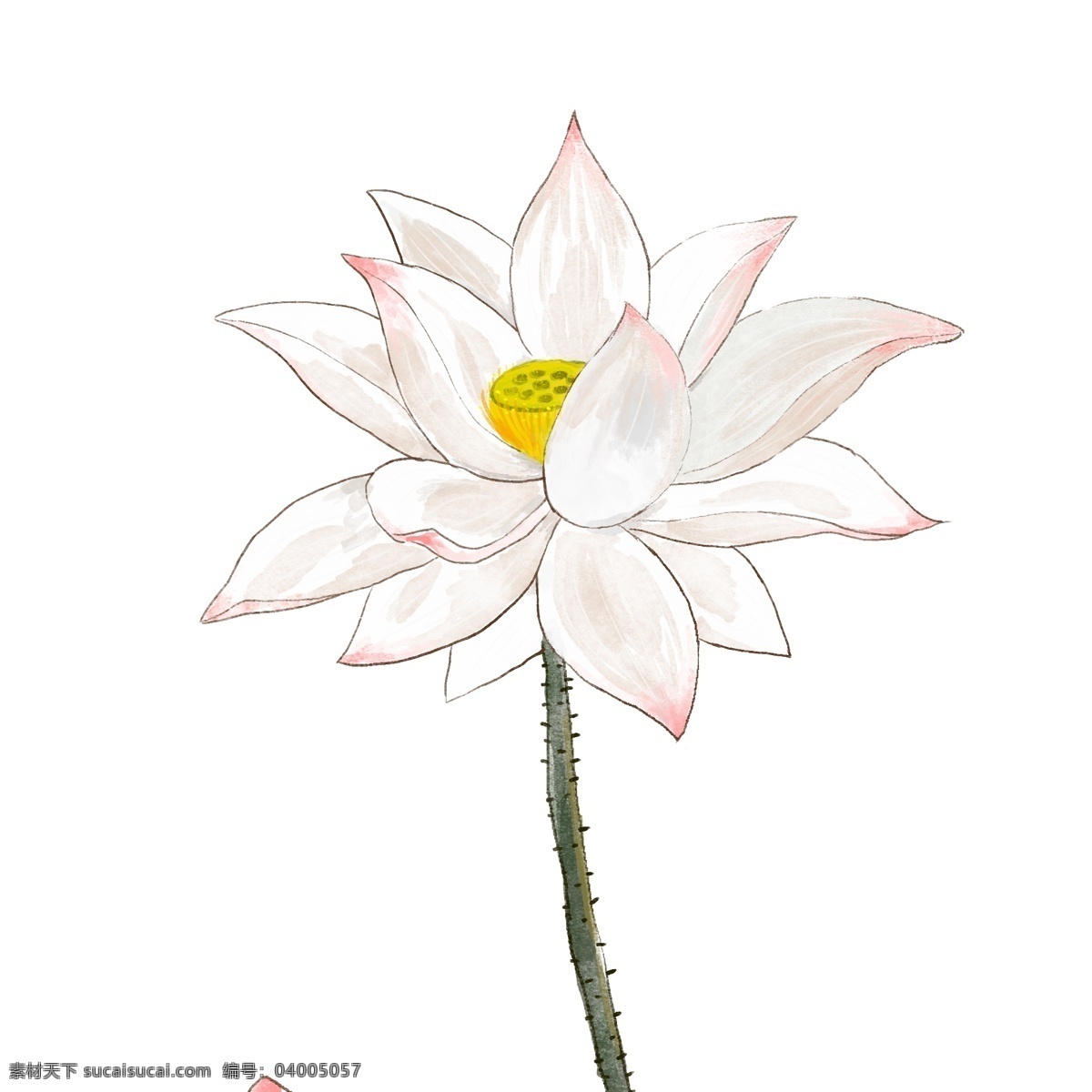 中国 风 枝 荷花 元素 手绘 中国风 插画 植物 花卉