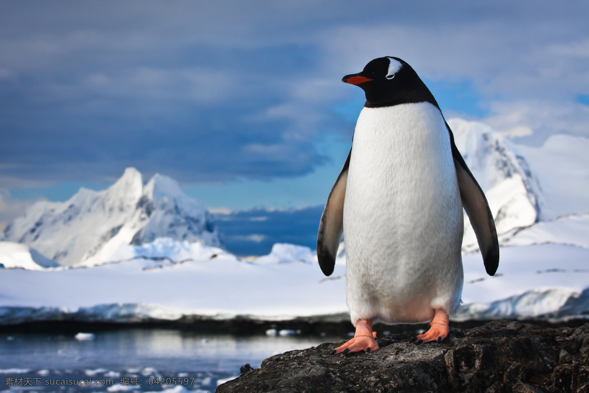 眺望 远方 企鹅 动物世界 动物摄影 南极动物 陆地动物 雪地 水中生物 生物世界