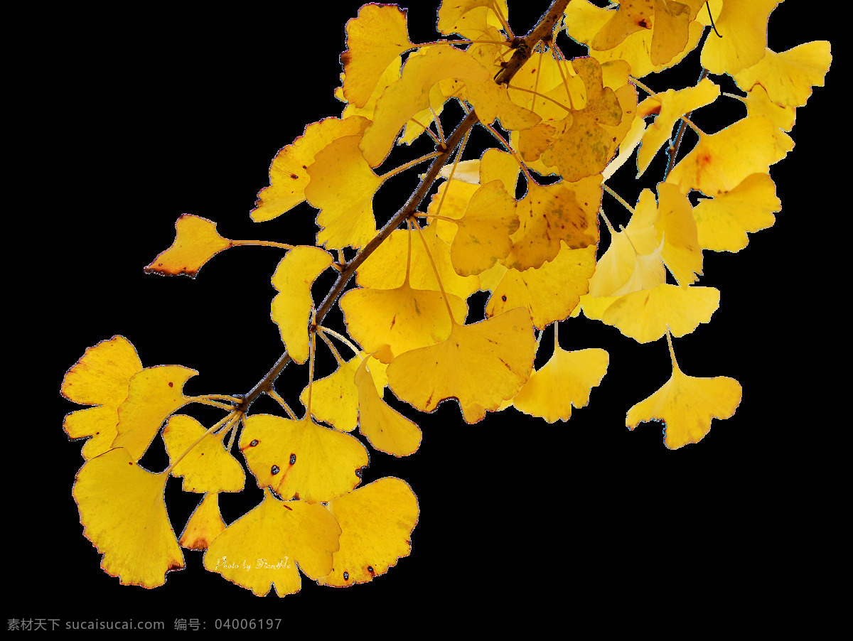 黄色 银杏 树叶 元素 小清新 秋天 黄色树叶 银杏树叶 免抠