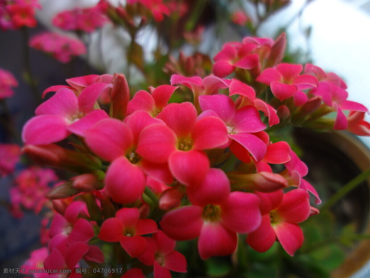 迎春花 花 红花 浪漫 唯美 花草 生物世界