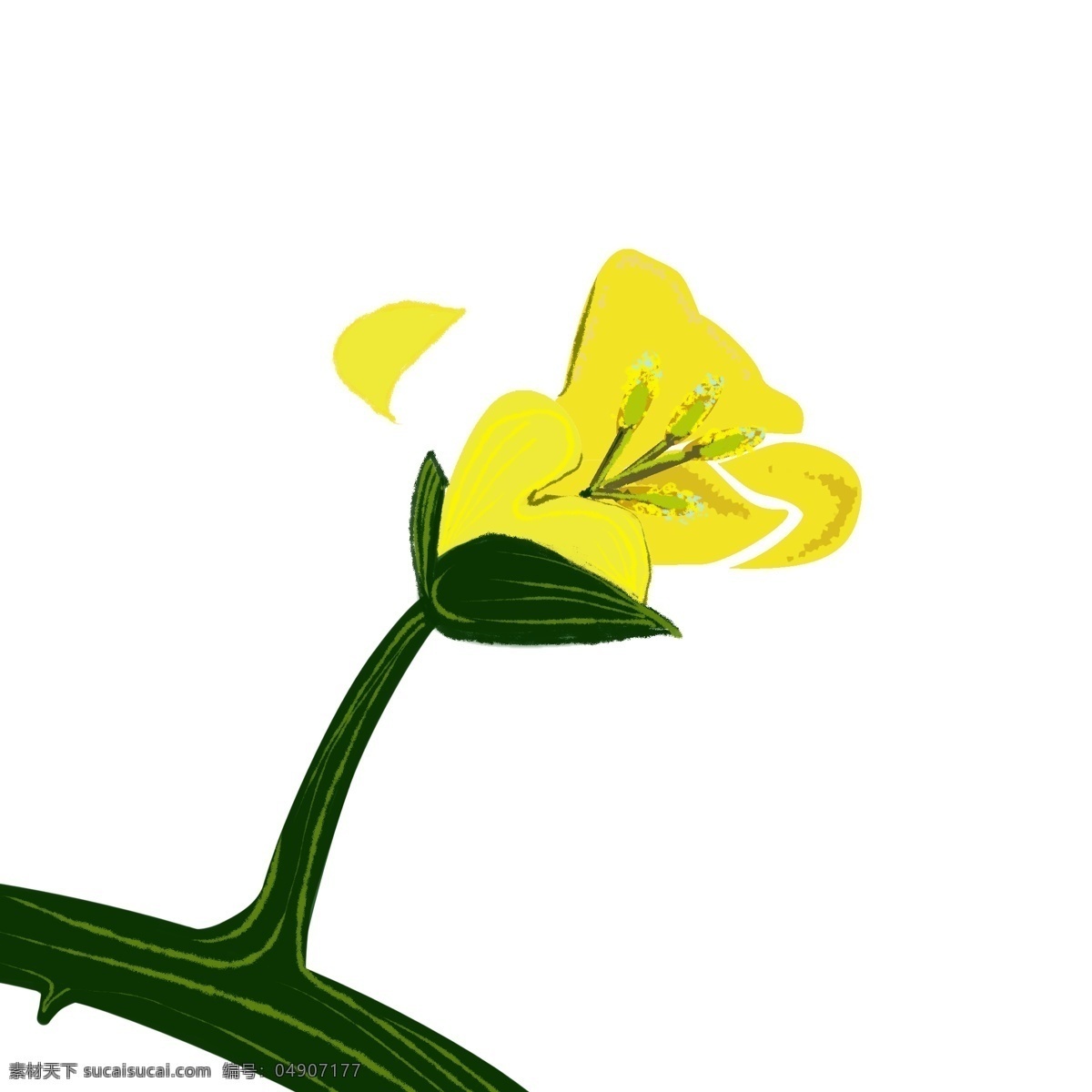 掉落 油菜 花瓣 插图 绿色叶子 掉落的花瓣 黄色花瓣 漂亮的花瓣 油菜藤条 简约的油菜花 设计图案