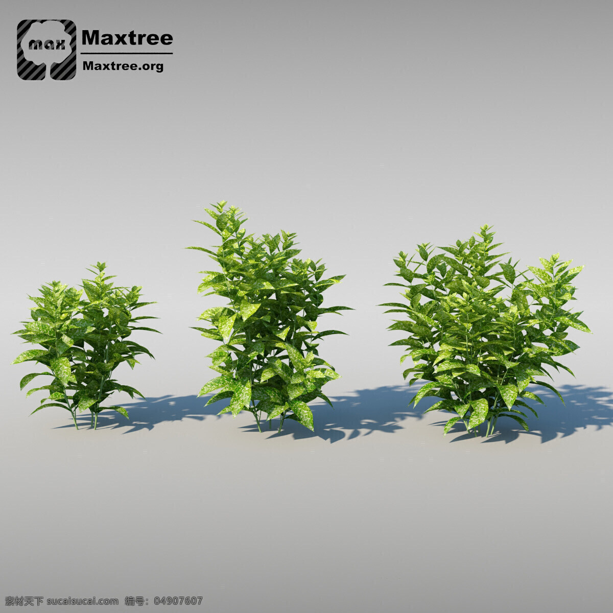 3d 灌木 模型 效果图 模型素材 3d渲染 3d模型 灌木模型