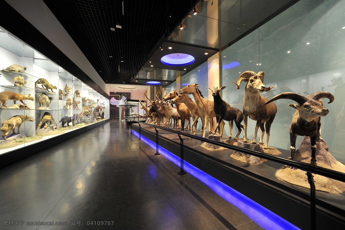标本 博物馆 动物 羚羊 文化艺术 野生 国家 内 野生动物 展示 展览 野驴 装饰素材 展示设计