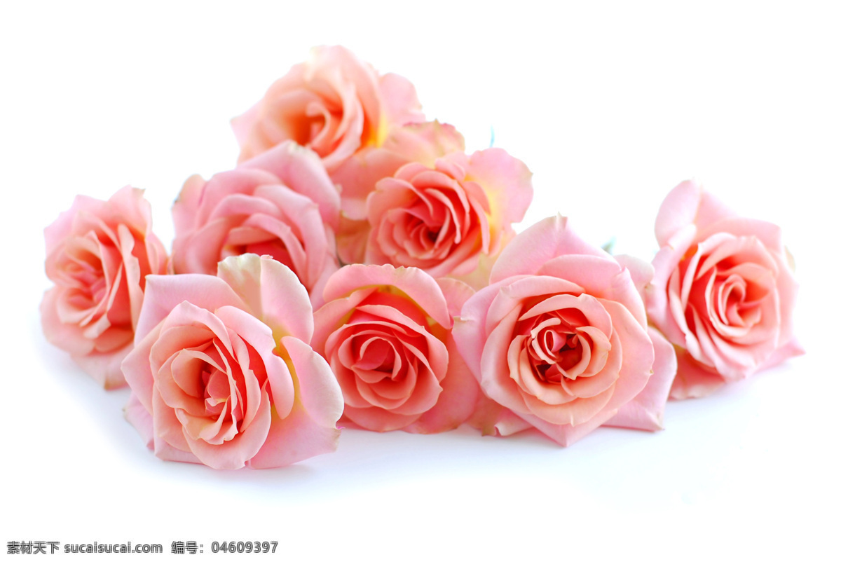 玫瑰花朵 美丽鲜花 花卉 花朵 鲜花背景 温馨 浪漫 玫瑰花 花草树木 生物世界 白色