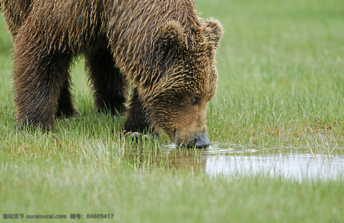 喝水的棕熊 脯乳动物 保护动物 熊 狗熊 棕熊 喝水 野生动物 动物世界 摄影图 陆地动物 生物世界 黑色