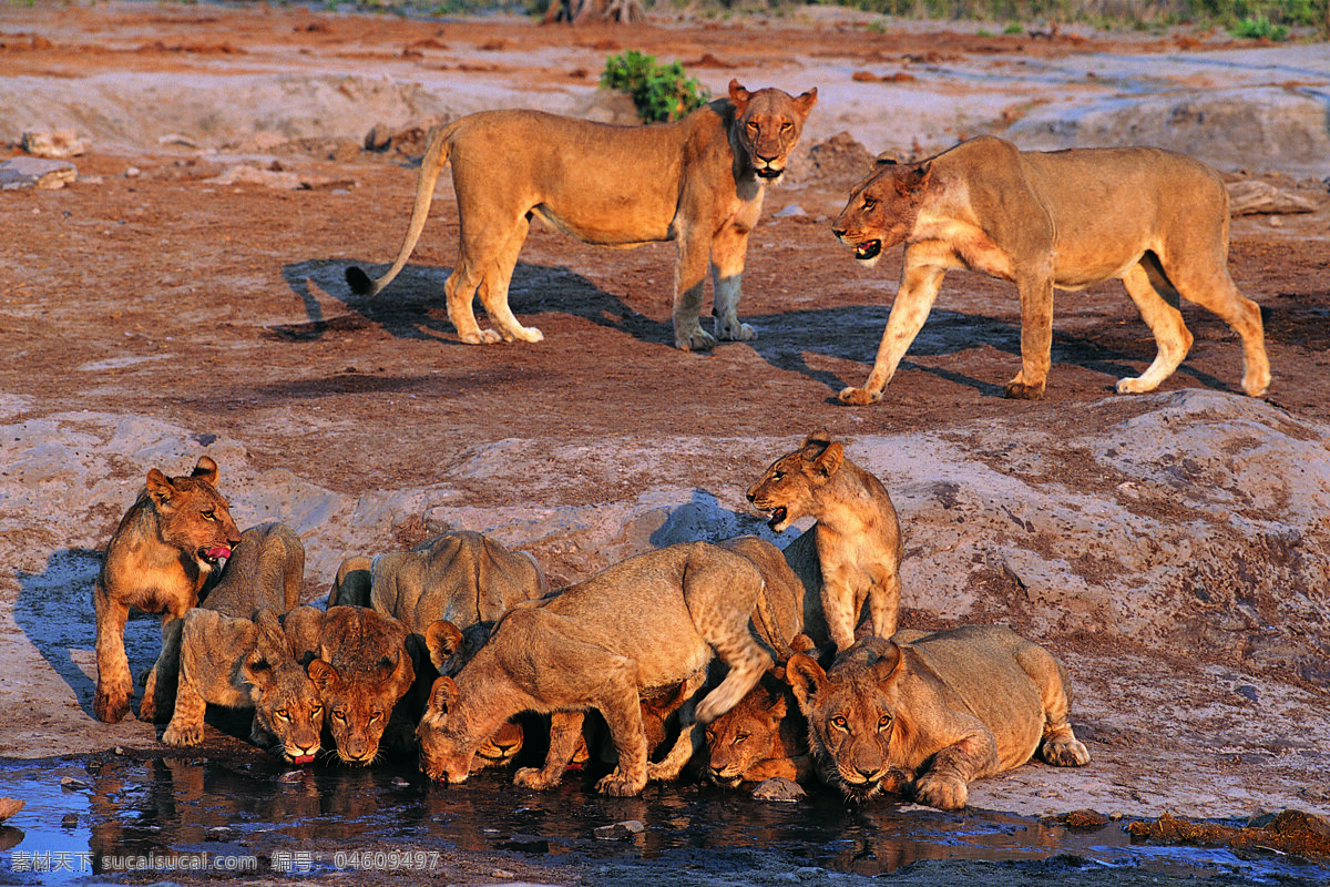 喝水的狮子 野生动物 动物世界 狮子 喝水 摄影图 陆地动物 生物世界 棕色