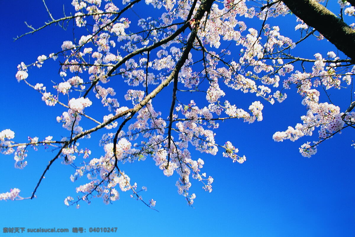 春暖花开 花 花瓣 花边 花边矢量 花草 花朵 花卉 花藤 花纹 风景 生活 旅游餐饮