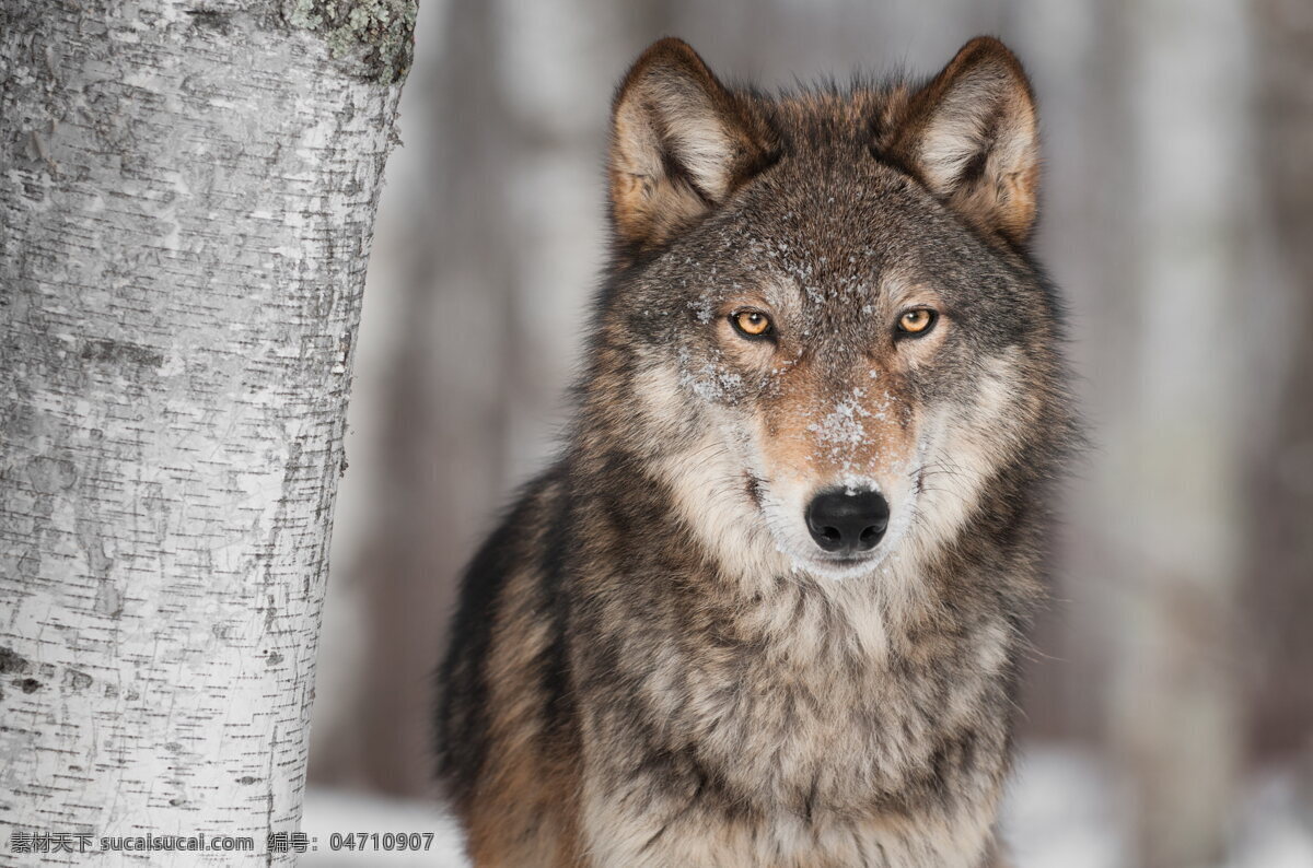 高清雪狼 雪狼 狼 树干 雪地 野生动物 野生 动物 保护动物 生物世界 动物世界
