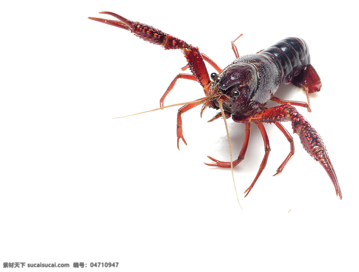 小龙虾 龙虾 水产品 鱼类 生物世界