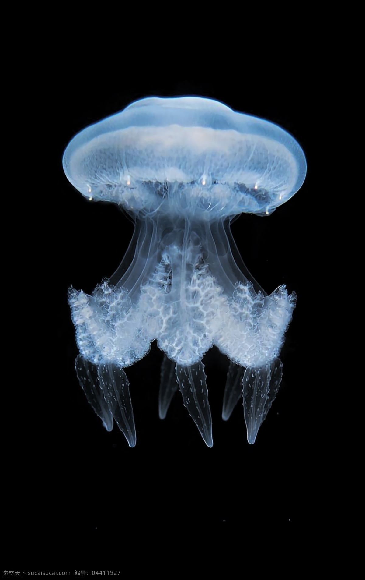 水母 动物 海洋 生物 软体 透明背景 免抠图 免抠图素材 分层