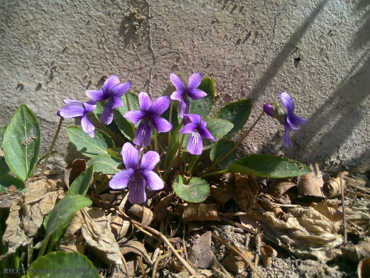 紫花地丁 春天 小兰花 植物 花草 生物世界