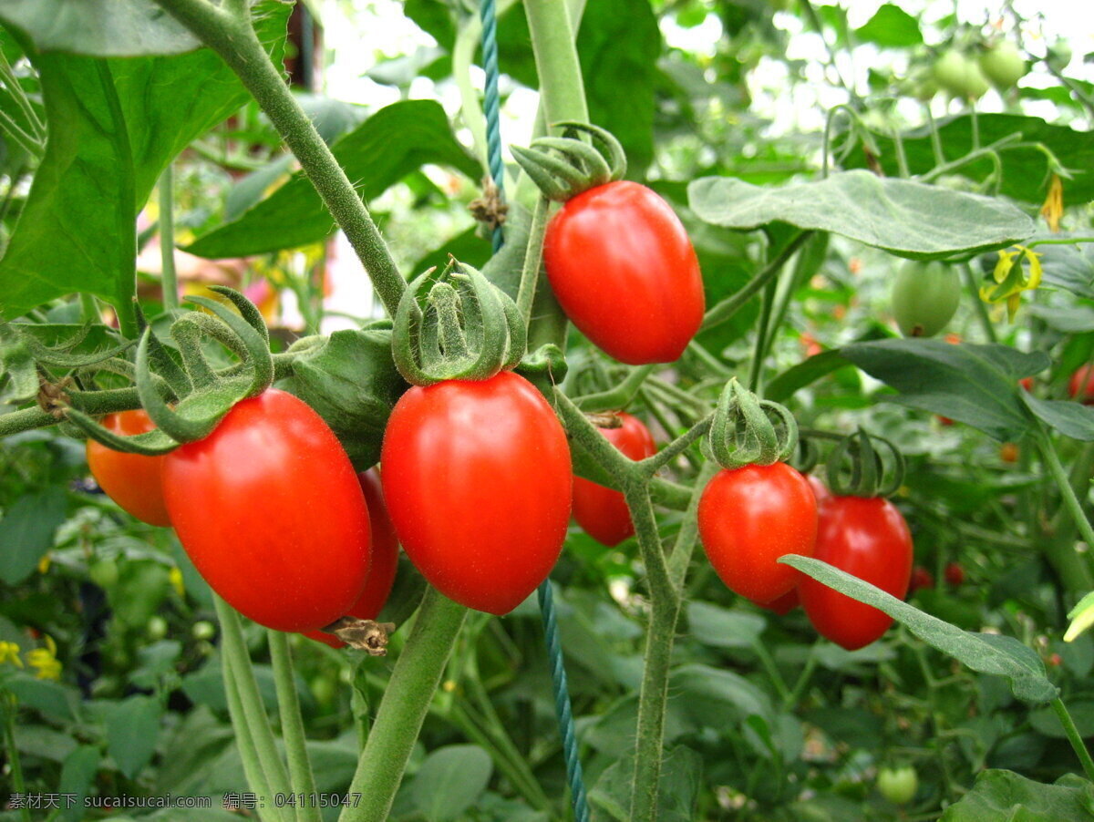 红番茄 番茄 圣女果 小西红柿 果园 鲜艳 成熟 果实 自然景观 田园风光 摄影图库 水果 生物世界