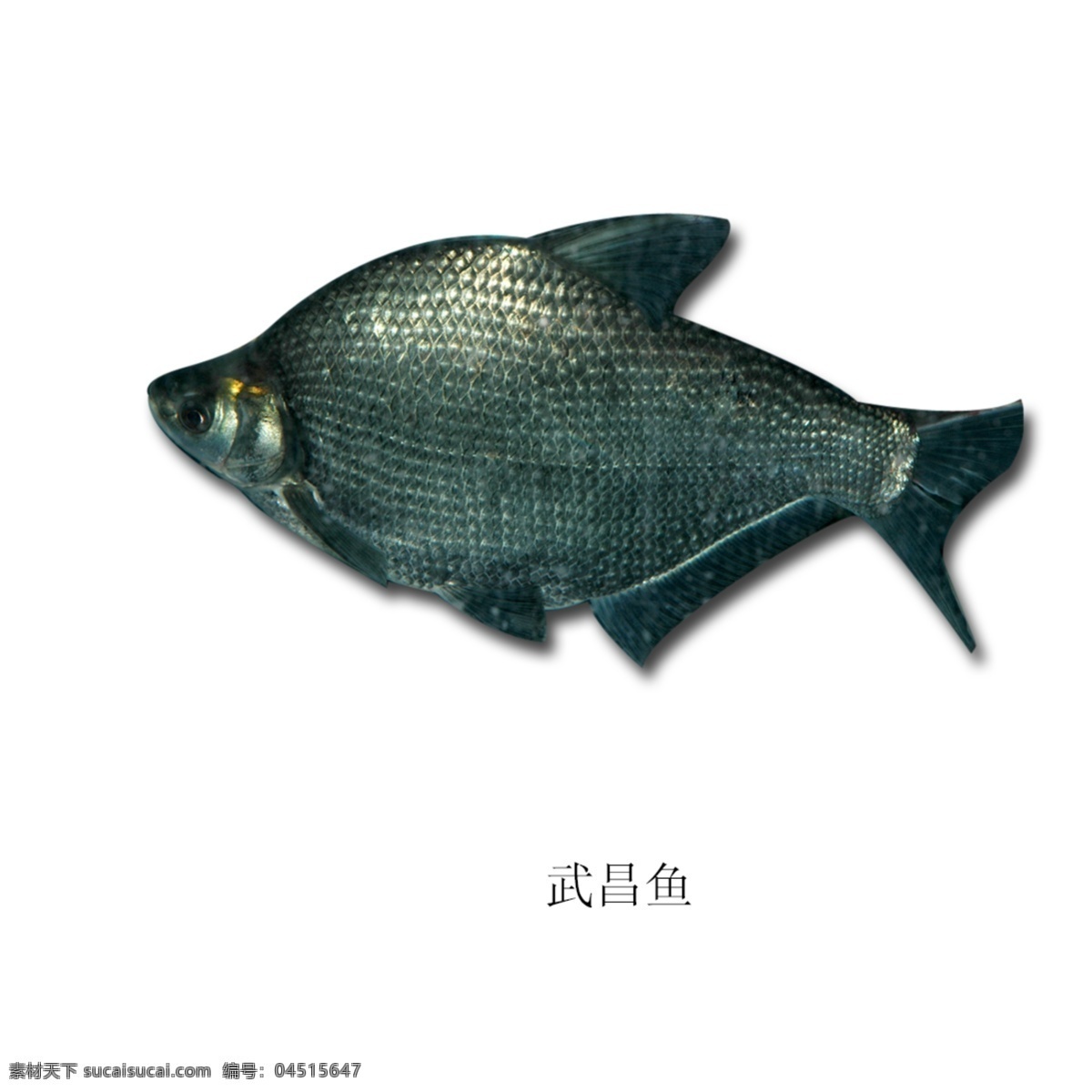 武昌鱼 海鲜 鱼素材 药材 水产