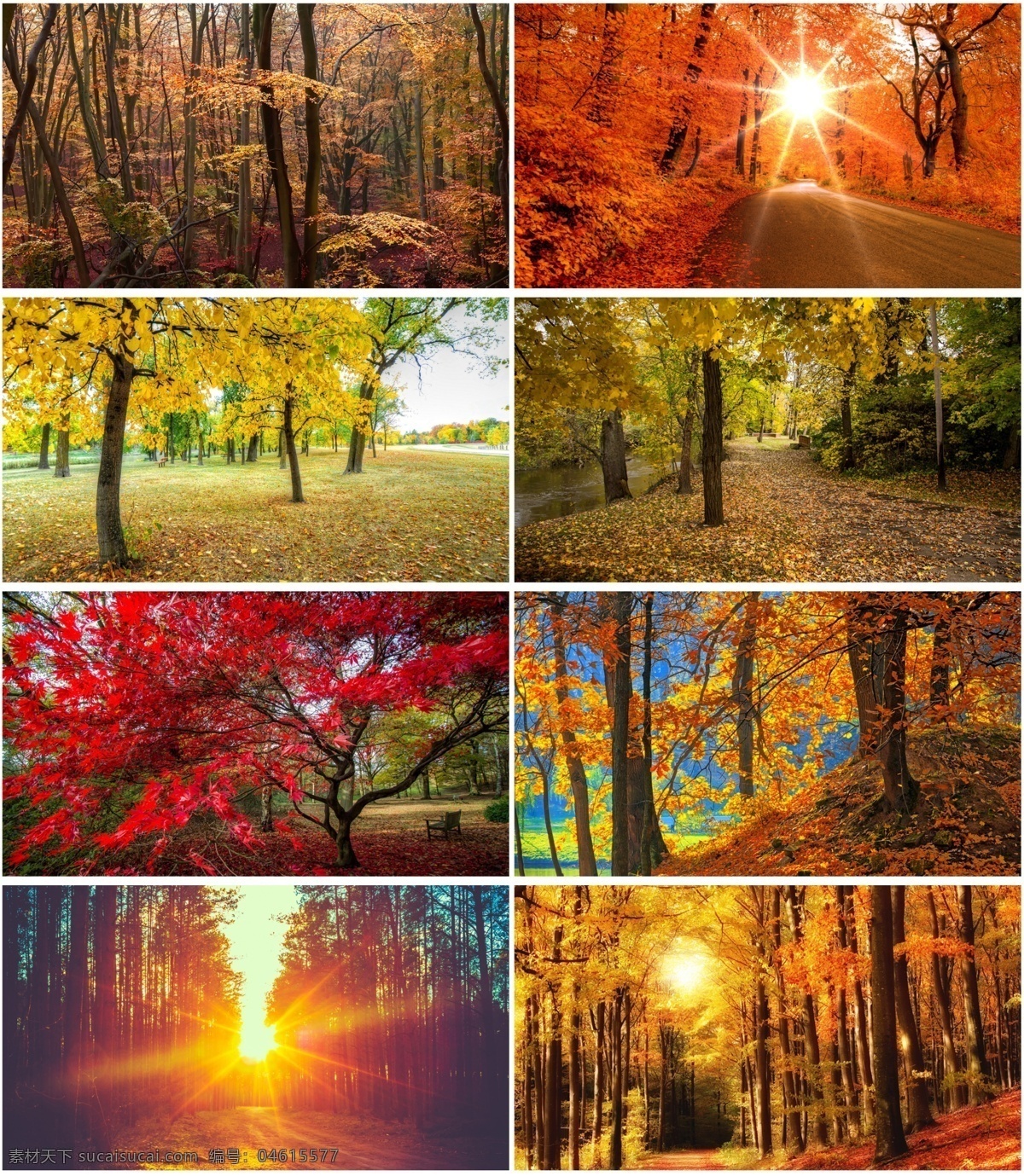 秋天的树林 背景 风景 秋天 红叶 树林 红色