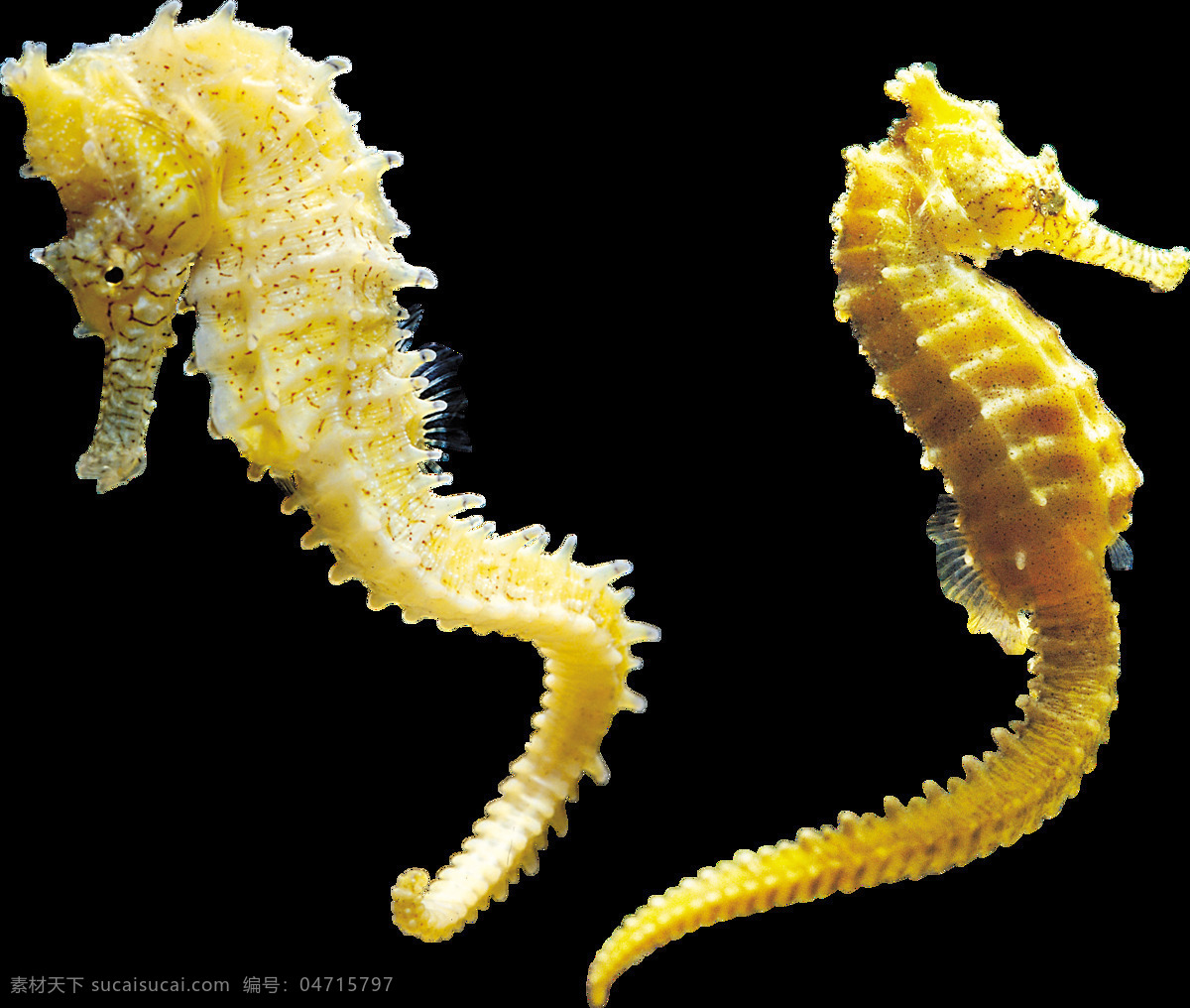 两 只 黄色 海马 免 抠 透明 图 层 海马卡通图片 海马简笔画 小海马图片 黄金海马 大海马 可爱海马图片 海马素材 海马图片素材 手绘海马 海洋动物 海底动物