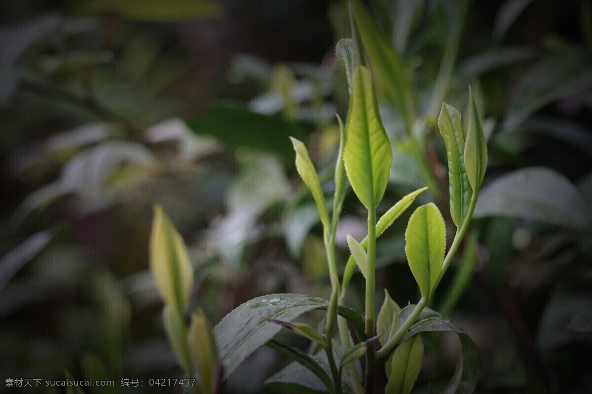 茶叶 绿茶 野茶 绿色背景 大自然 茶 养生茶 生物世界 树木树叶