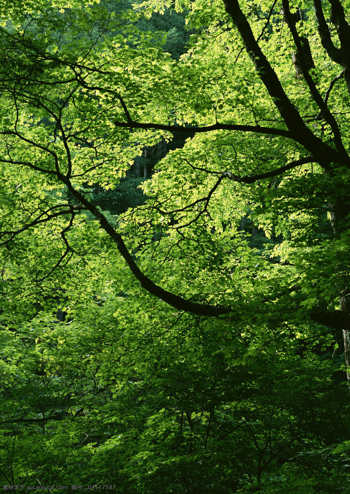 树木 树叶 摄影图 生物世界 树木树叶