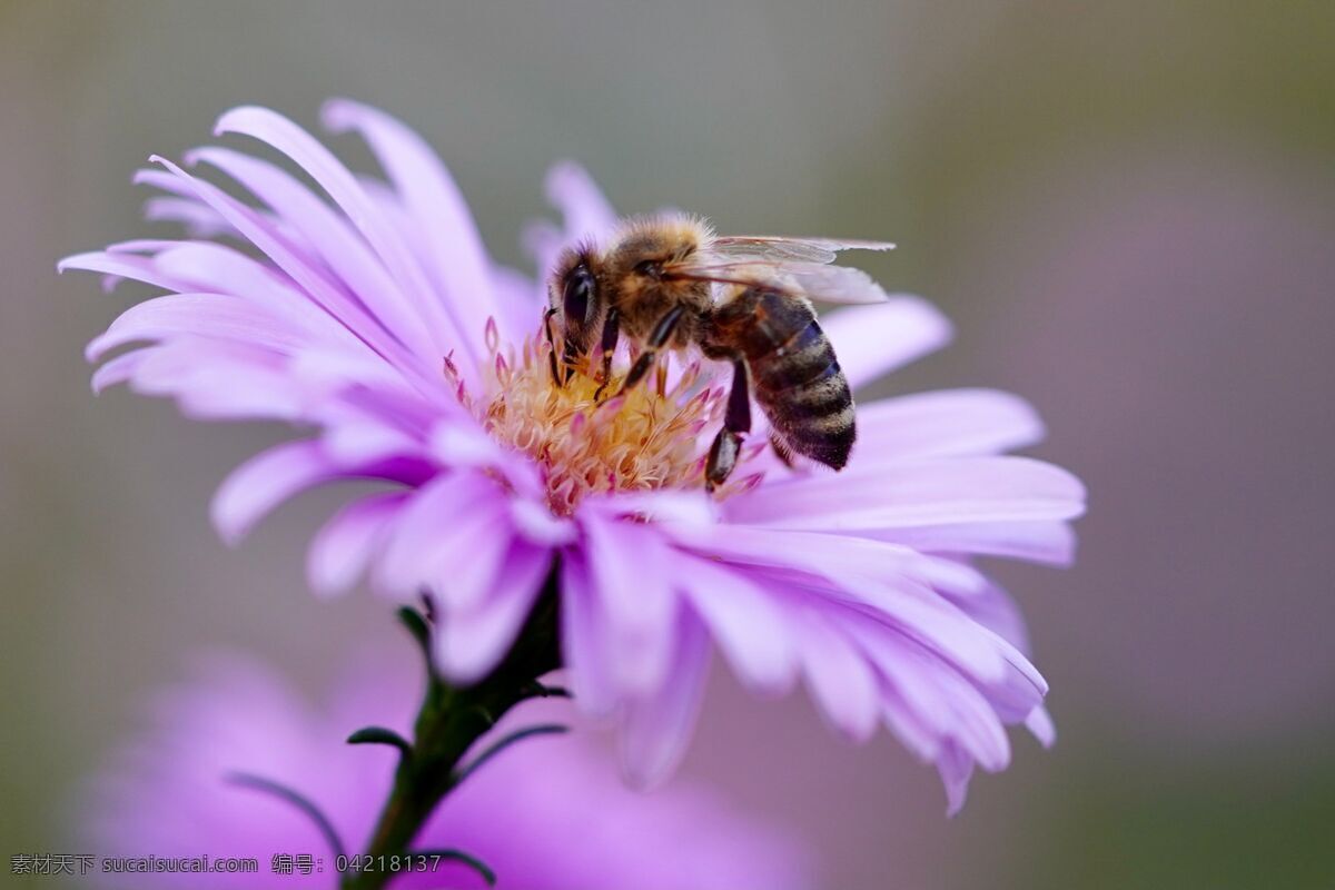 采 蜜 蜜蜂 采蜜 盛开 鲜花 娇艳 紫色 昆虫 生物世界
