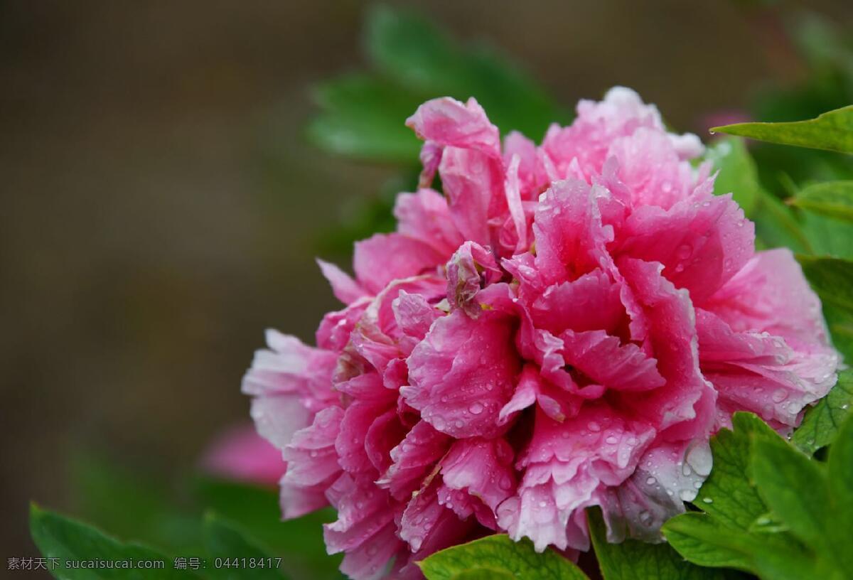 牡丹摄影 牡丹特写 牡丹照片 牡丹花 生物世界 花草