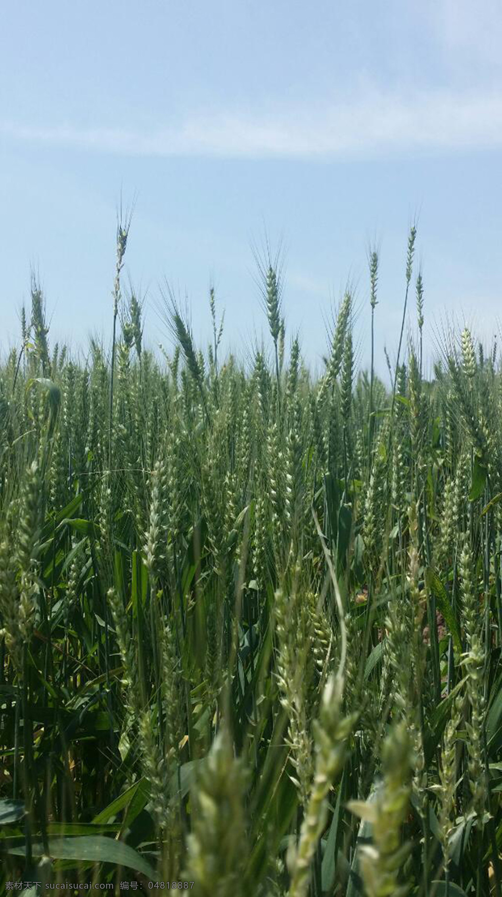 青麦穗 青麦 小麦 麦子 麦穗 成熟的麦子 待丰收的麦子 麦田 小麦实拍 自然景观 田园风光