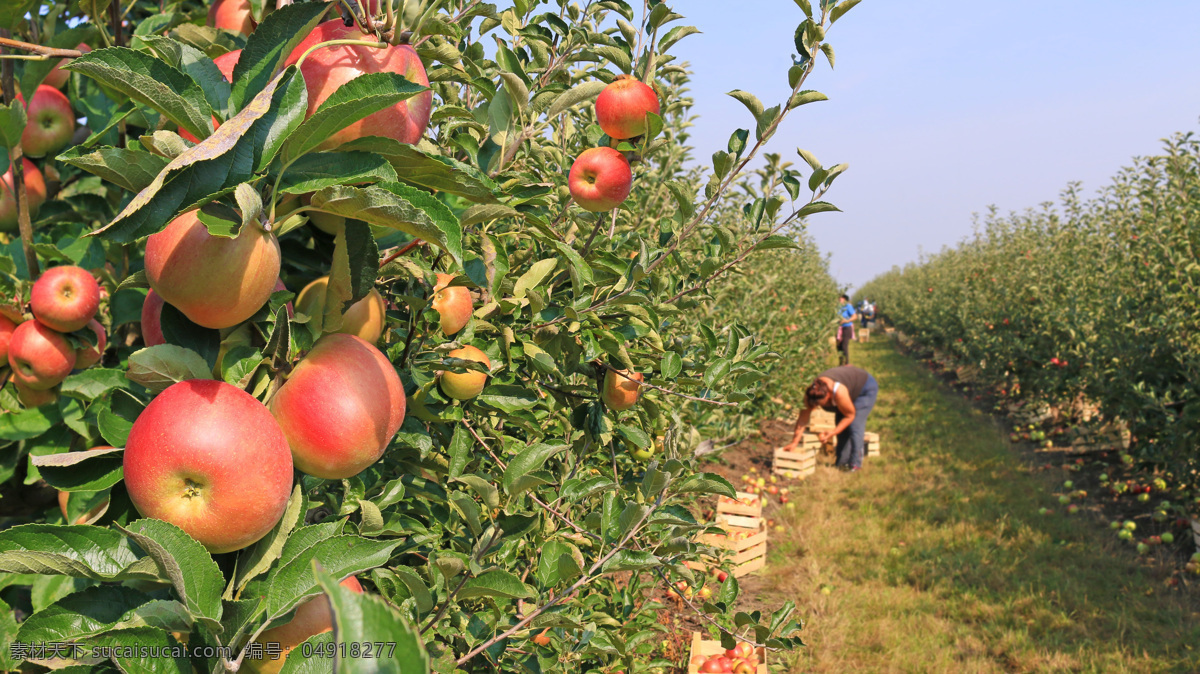 苹果 苹果树 苹果园 采摘 新疆苹果 阿克苏苹果 冰糖心 红富士 水果 生物世界 黄色