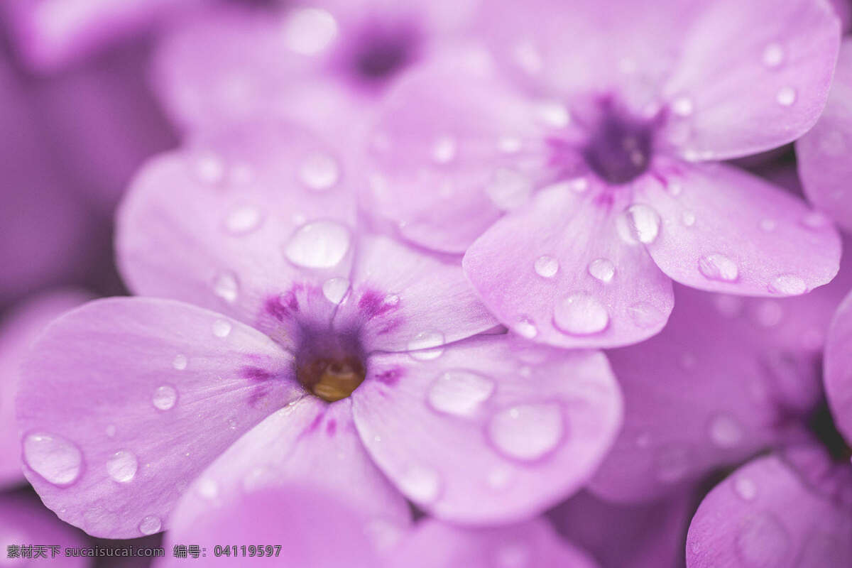 紫色花瓣 花瓣 粉色 雨露 幸运花 小水滴 植物花 自然景观