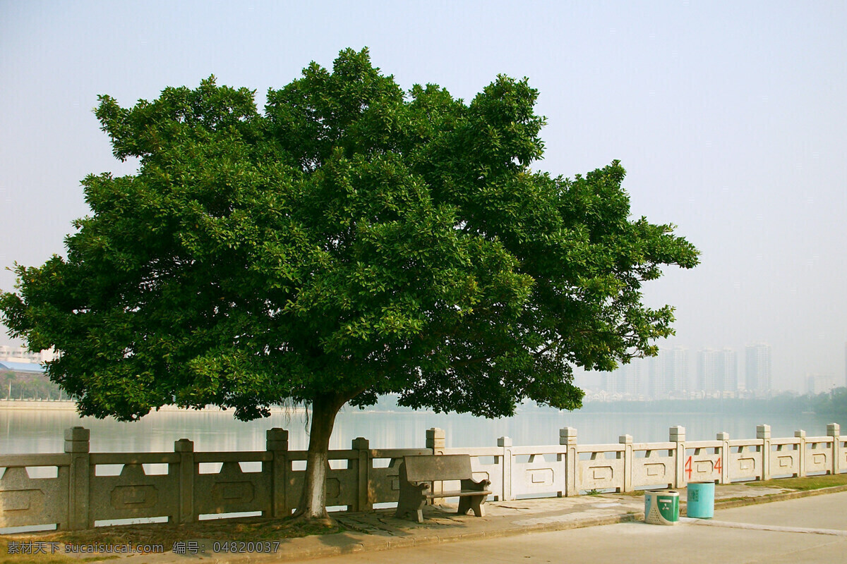 小叶榕 榕树 栏杆 道路 长椅 树木树叶 生物世界