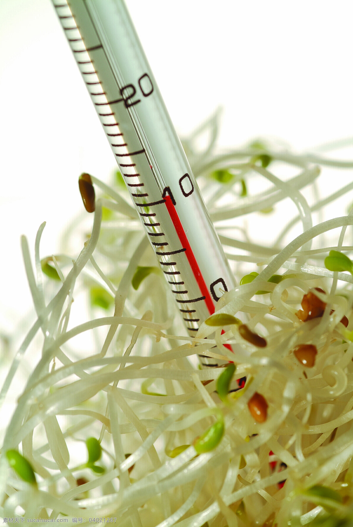 发芽 科学技术 科学研究 萌发 农业科技 生物科技 温度计 发芽与温度计 培育 植物幼苗 无土栽培 生命科学 幼苗 现代科技 矢量图 日常生活