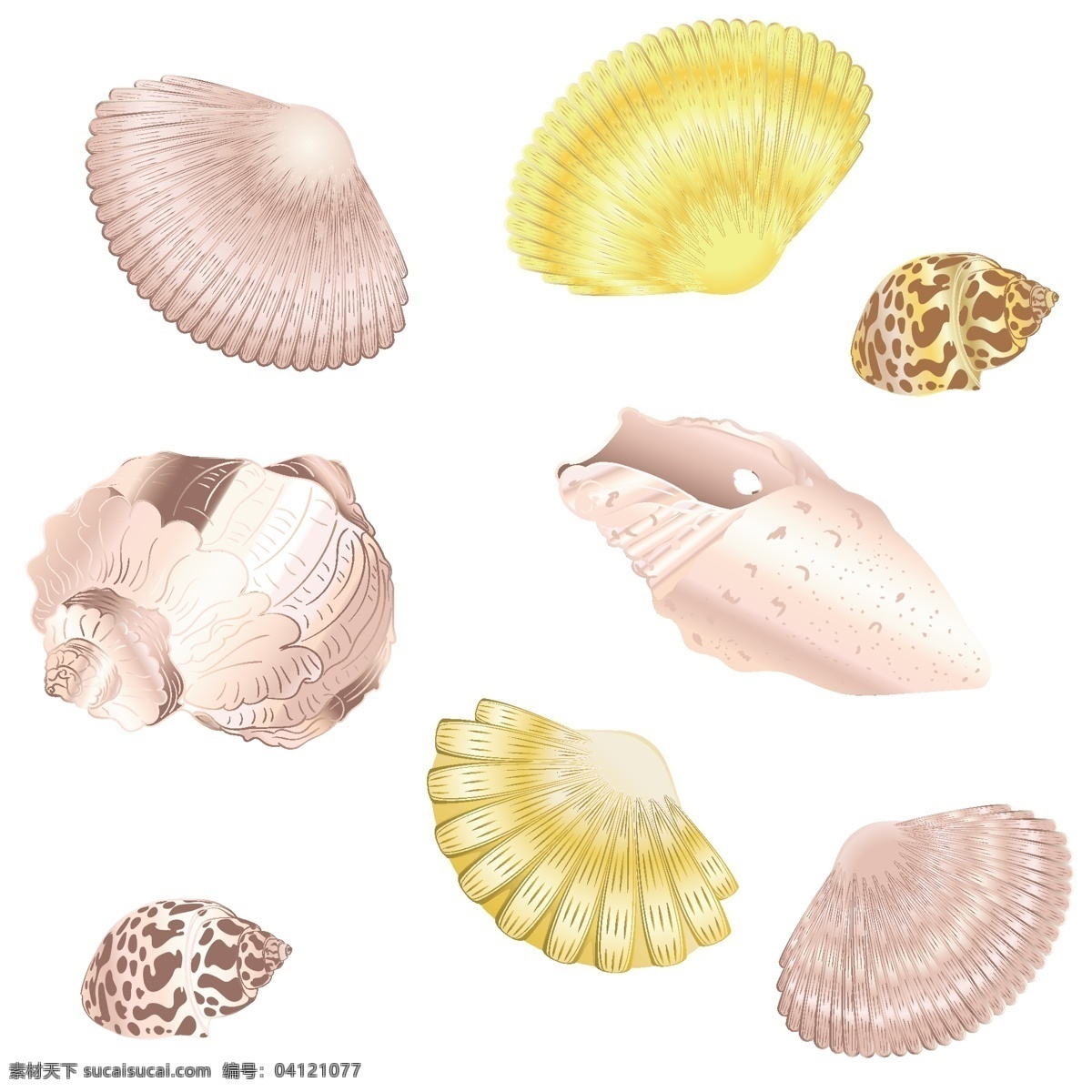 贝壳集合 贝壳设计 贝壳背面 贝壳俯视图 贝壳鸟瞰图 图标标签标志 矢量素材