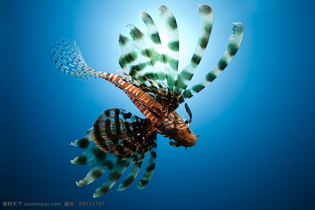 美丽 狮子 鱼 高清 狮子鱼 漂亮鱼类 海洋生物 海鱼 海底动物 大海 海洋 生物 动物图片 海底世界 鱼类 蓝色 海底 海蓝 动物世界 稀有动物 深海鱼