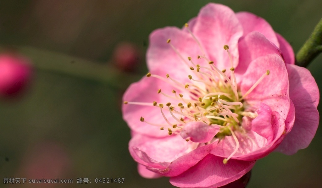 盛开的梅花 盛开 梅花 红色 美丽 自然 特写梅花 树枝 自然景观 田园风光