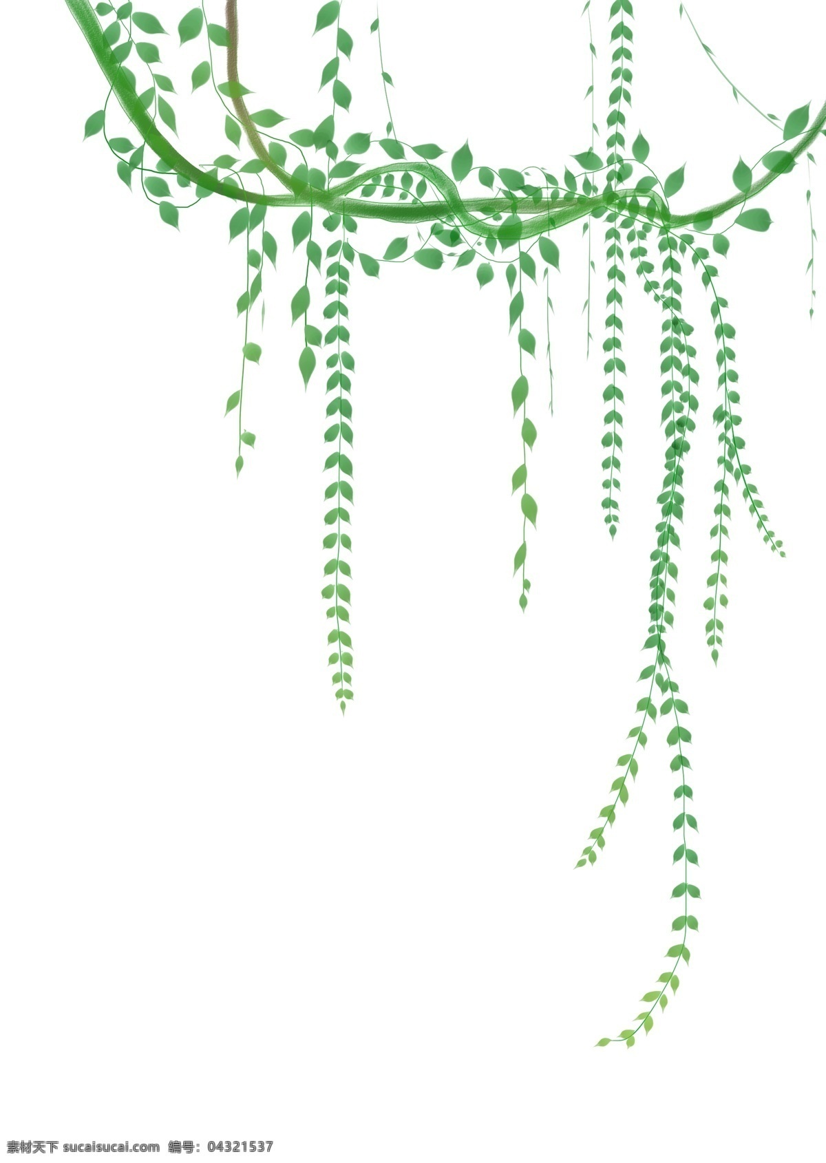 绿色植物 藤条 插画 绿色的藤条 植物 绿叶装饰 绿色藤蔓 卡通藤蔓 花藤 藤条装饰插画 春天植物装饰