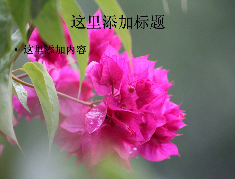 姹紫嫣红 三角梅 高清 电脑 封面 花卉 九重葛 自然风景 模板