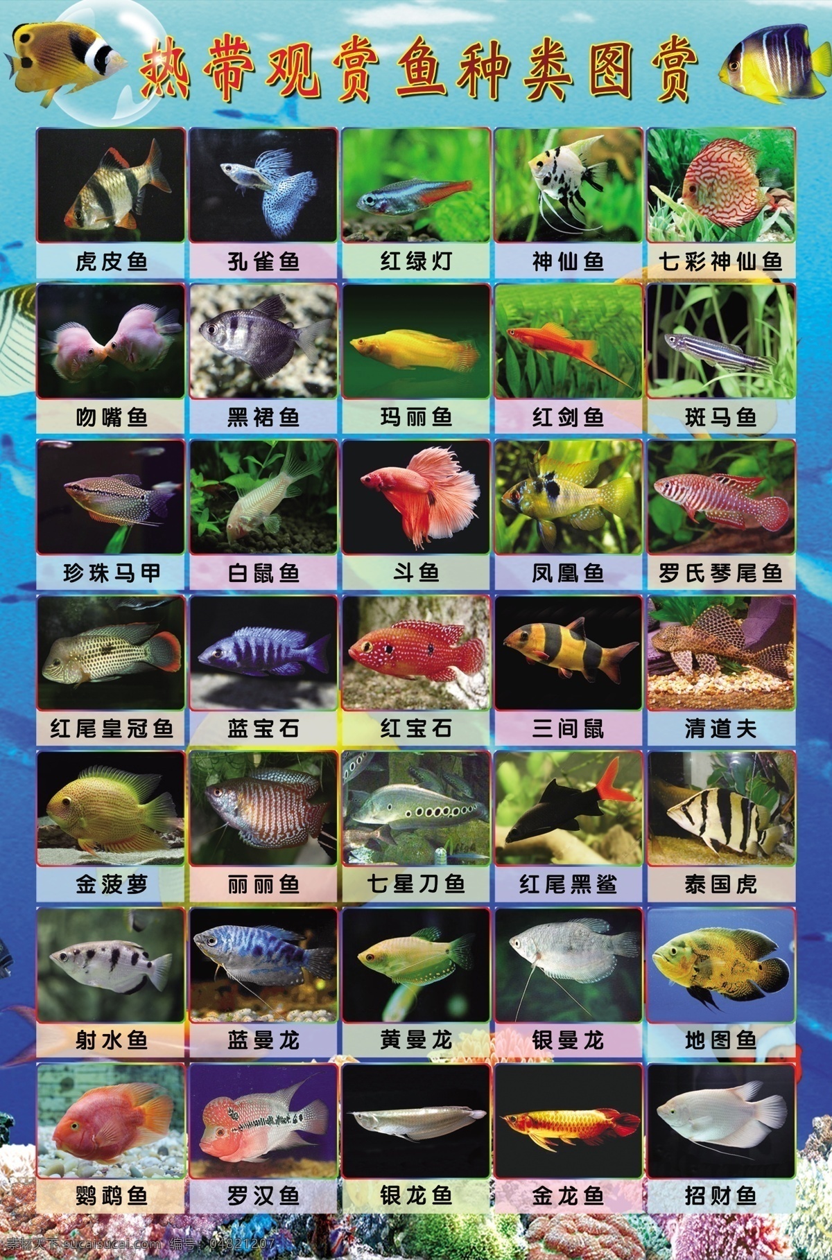 热带 观赏鱼 种类 挂图 热带鱼 热带鱼大全 观赏鱼大全 水族世界 热带鱼挂图 观赏鱼挂图 psd素材 生物世界 鱼类