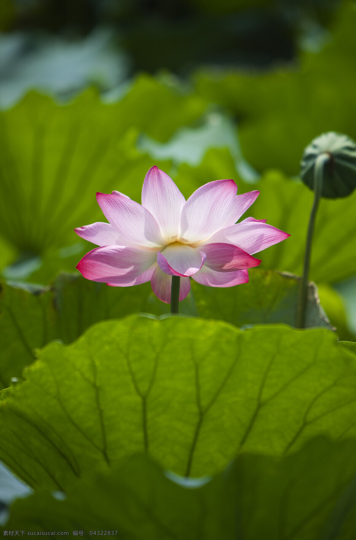 怒放 荷花 高清图片 竖构图 植物 日光 户外 清新 白昼 风景 莲花 圣洁 阳光 空气 荷叶 粉色 一支花 微距摄影 沐浴阳光 一支莲蓬 绿色 花草树木 生物世界