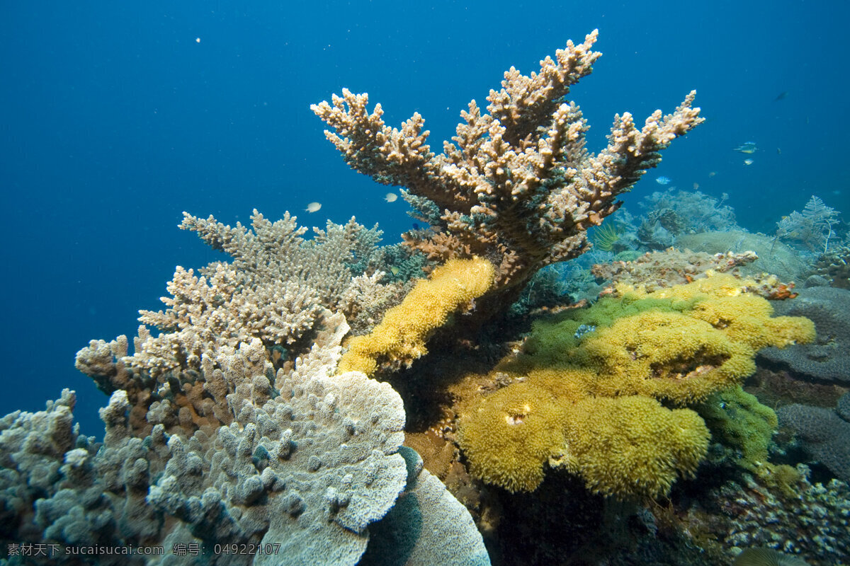 形态各异 珊瑚 海底摄影 海底世界 海底 海洋 大海 海中生物 自然界 珊瑚礁 大海图片 风景图片
