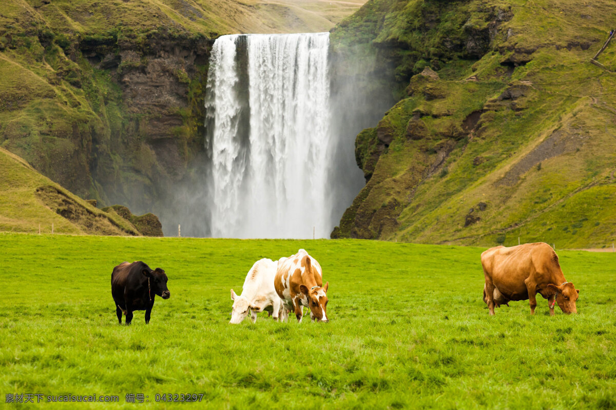 草地 上 牛 草地上的牛 自然风景 自然景观 大自然 美丽的景色 小瀑布 草地景色 山水风景 风景图片