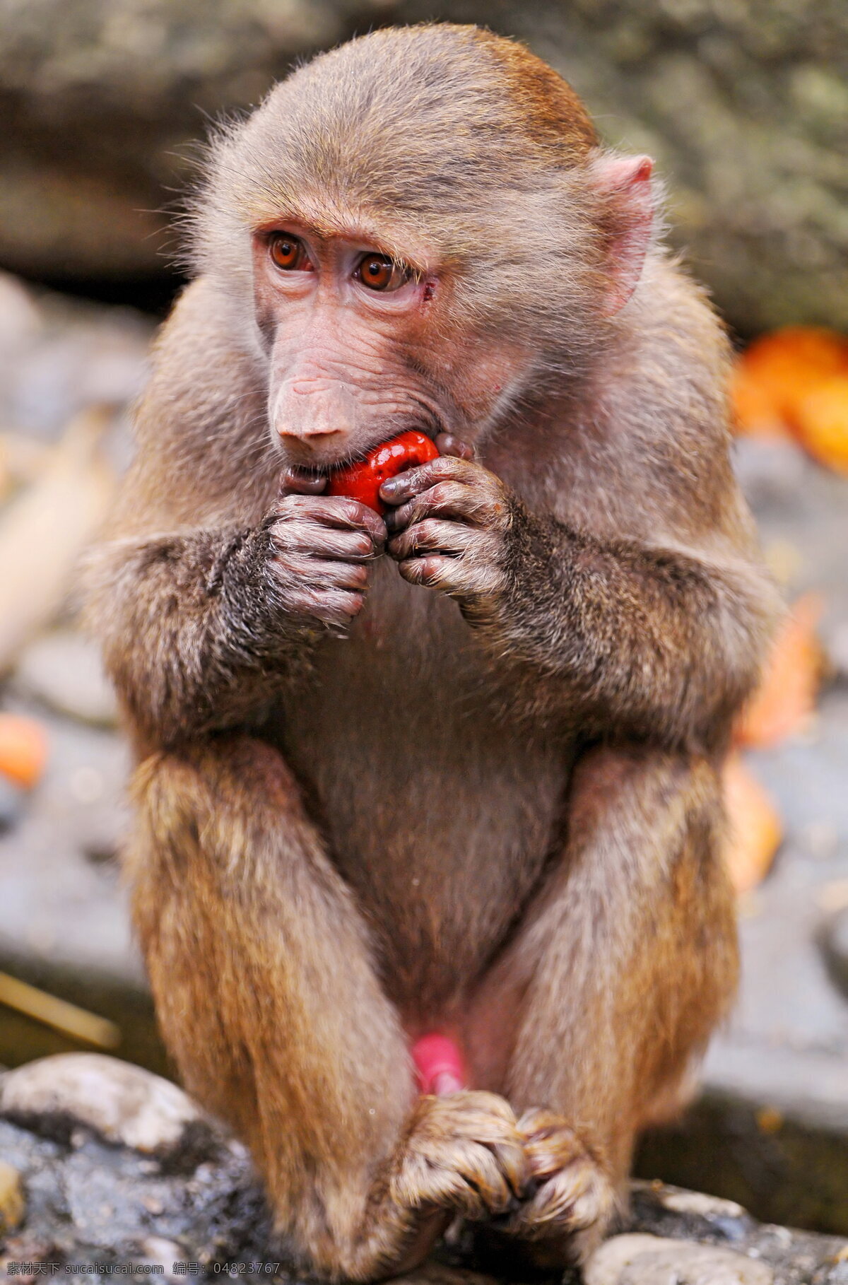 可爱猴子 唯美 可爱 动物 野生动物 猴子 吃苹果的猴子 生物世界