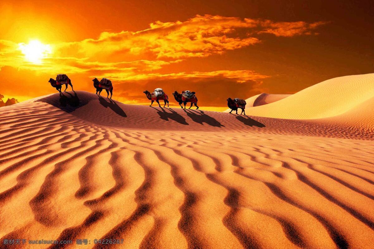 沙漠 中 骆驼 夕阳 背景图片