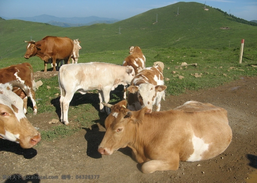 奶牛 五台山 牛 哺乳动物 蓄牧业 旅行 生物世界 家禽家畜