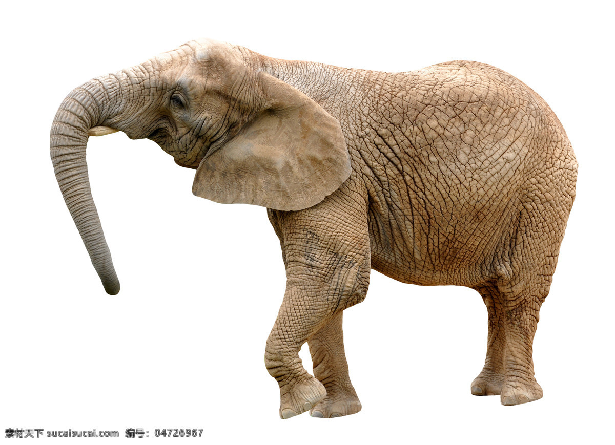 左行 走 大象 野象 动物 野生动物 动物世界 陆地动物 动物摄影 生物世界
