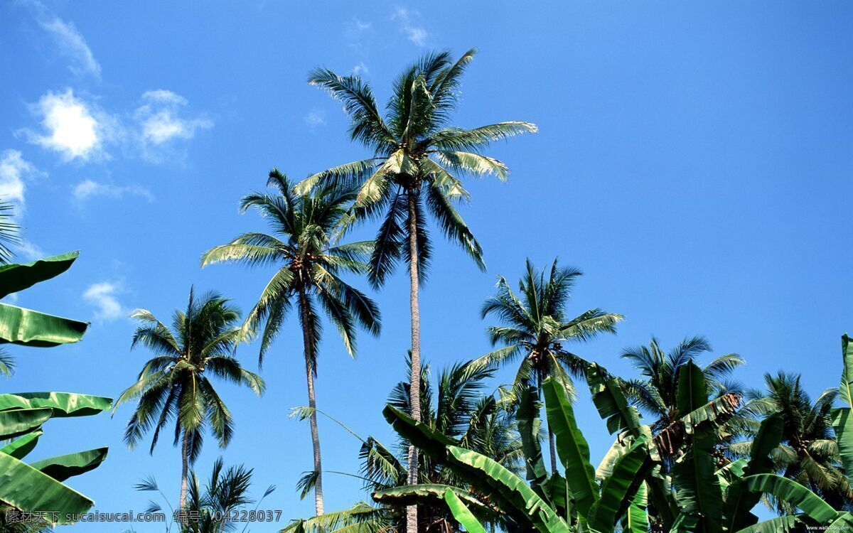 海岛椰树 棕榈树 叶子 芭蕉叶 热带 海岛 亚热带 天空 蓝色 菲律宾 天气 炎热 海滨 城市 风景 椰子 椰树 椰汁 国外旅游 旅游摄影