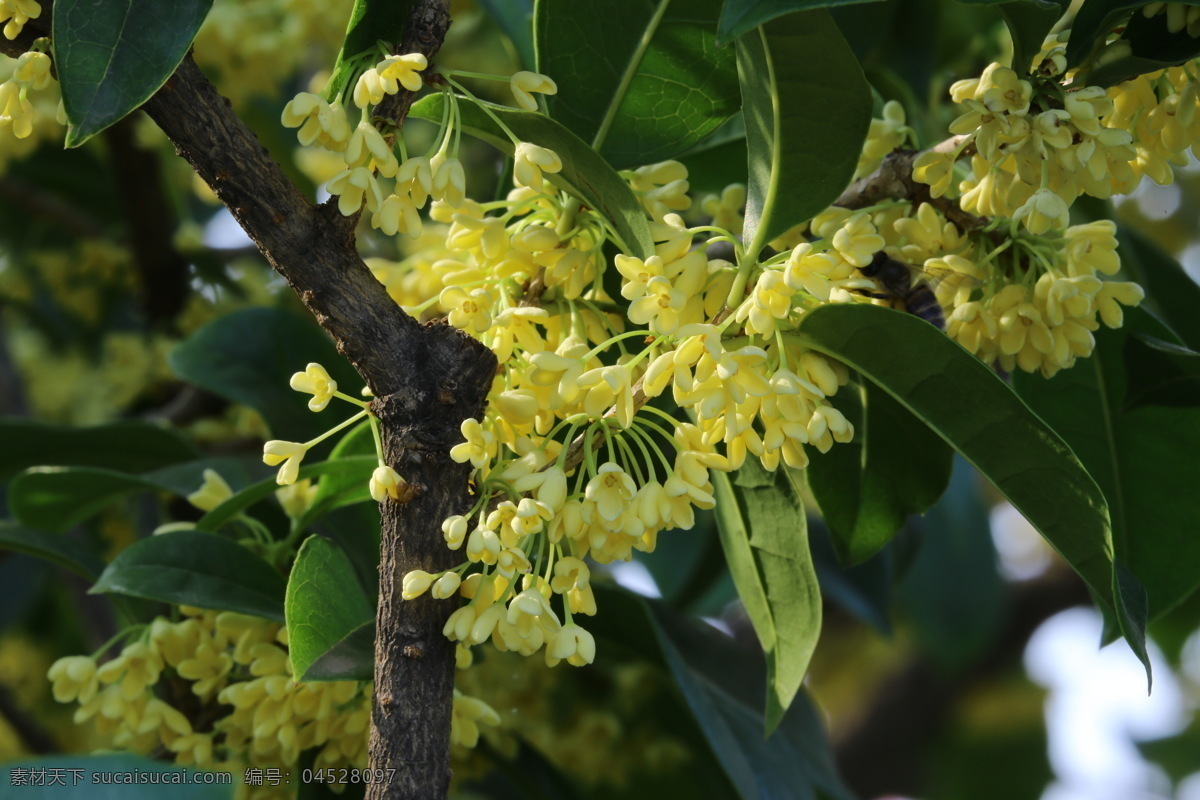 桂树 银桂 植物 黄色花 绿叶 风景 桂花树 金秋桂花香 岩桂 丹桂 园林景观 绿化景观 桂花金桂 生物世界 花草