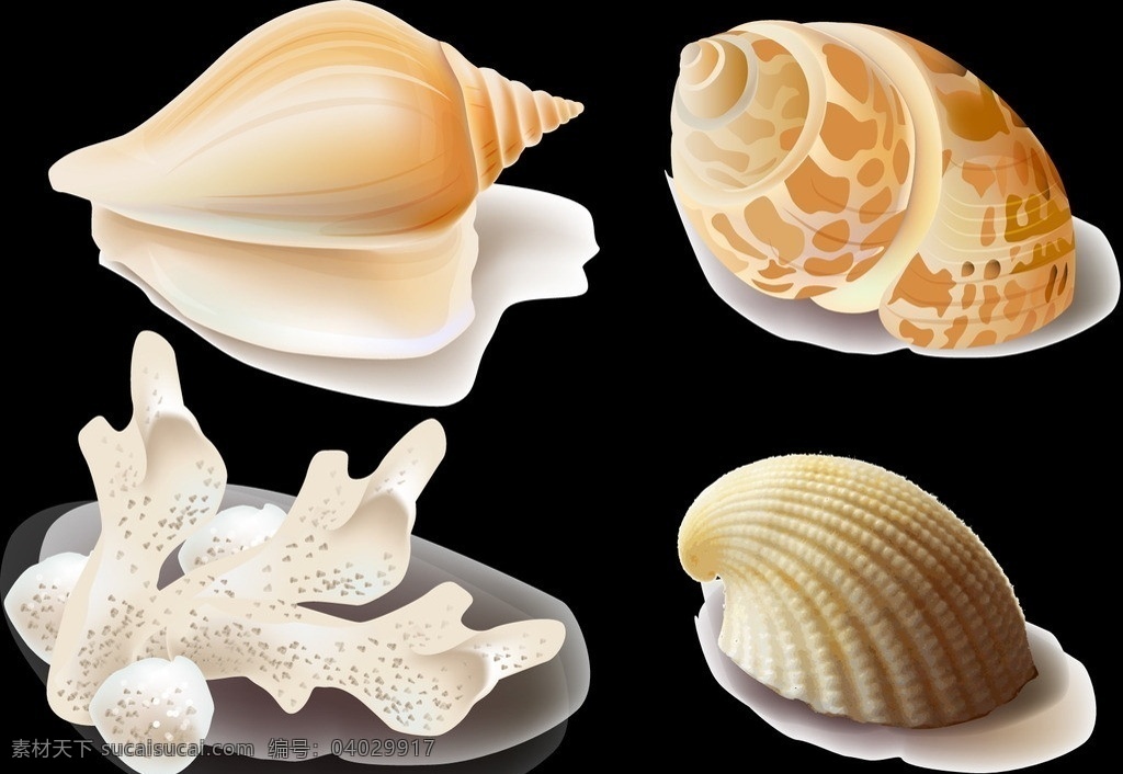 贝壳 彩色贝壳 海洋生物 矢量 生物世界