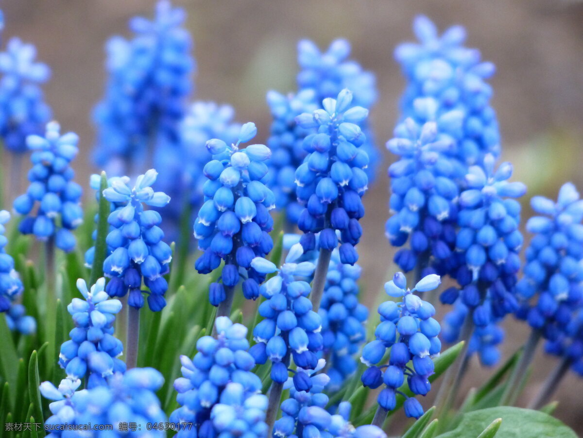 蓝色 葡萄 风信子 高清 蓝色花朵 花卉 花穗